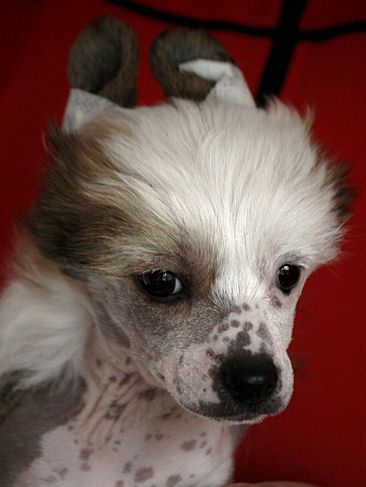 Minnepy's True talent