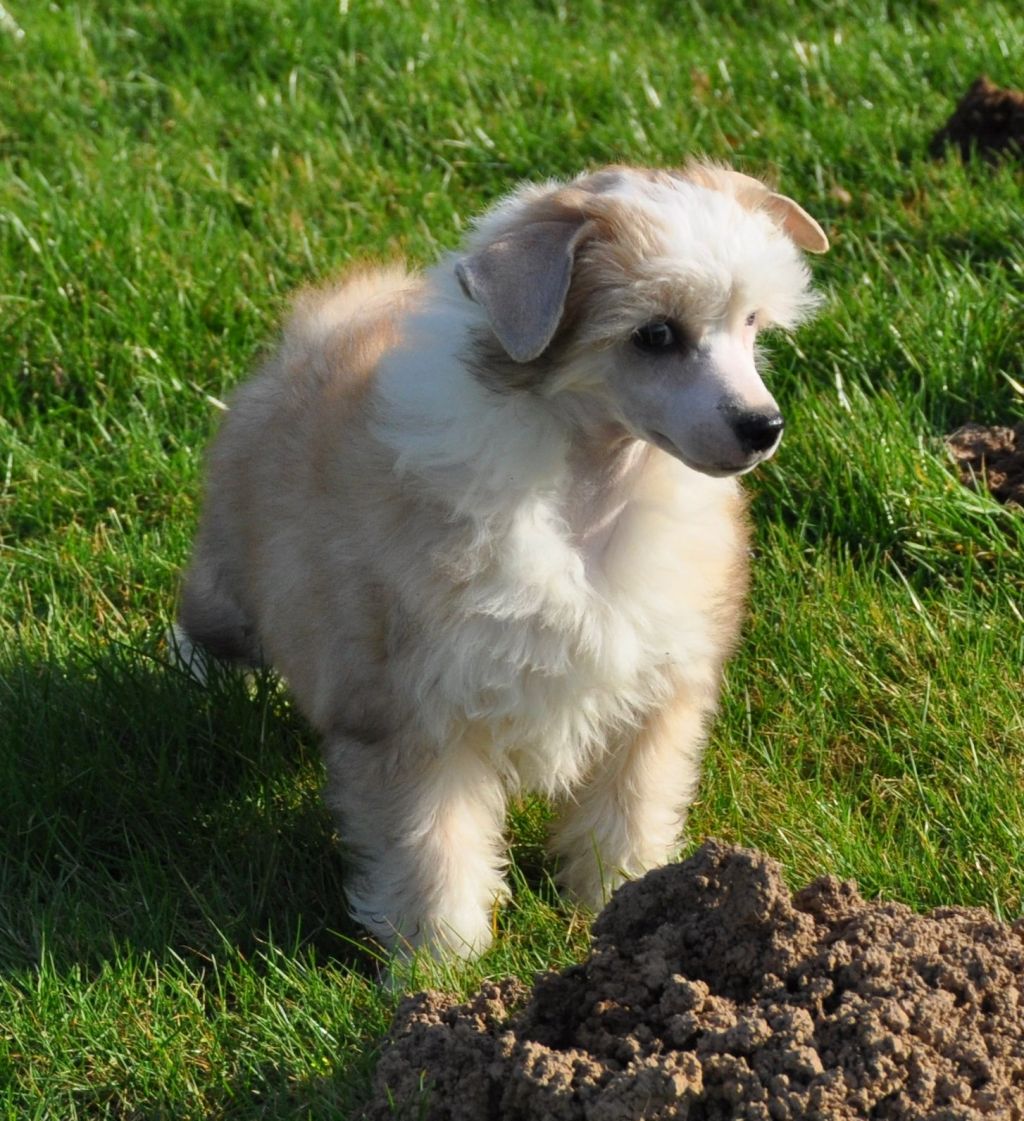 Juke Box Little Champs