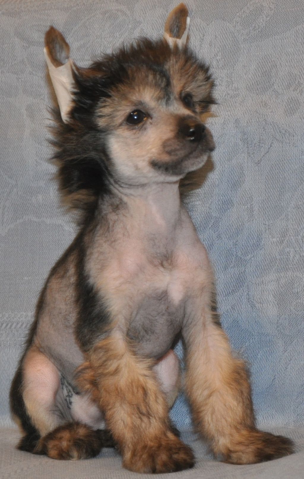 SHanel' CHernii Brilliant