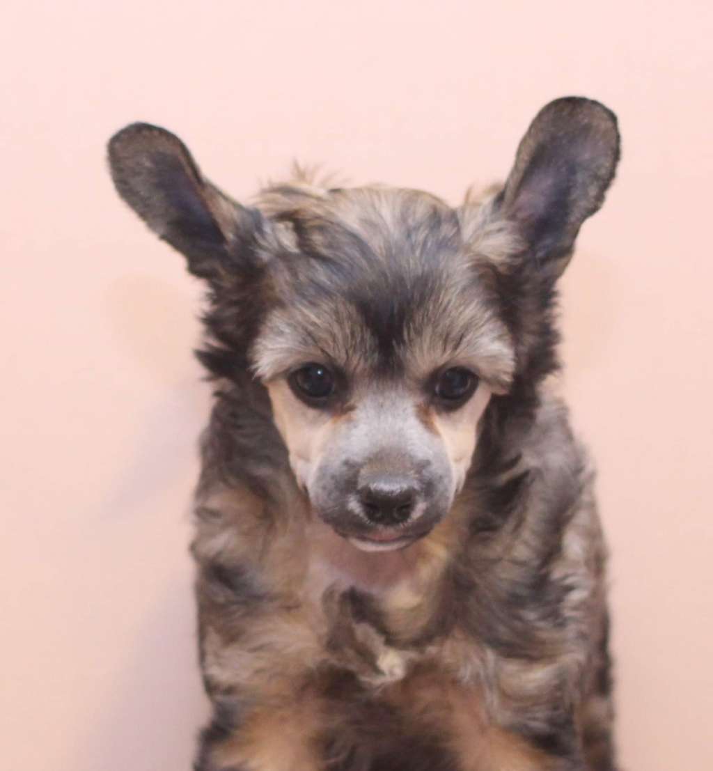 Artic Flyers Eternal Flame