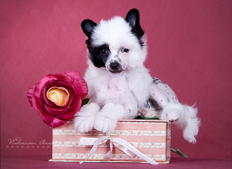 Envy White Passionate Lady