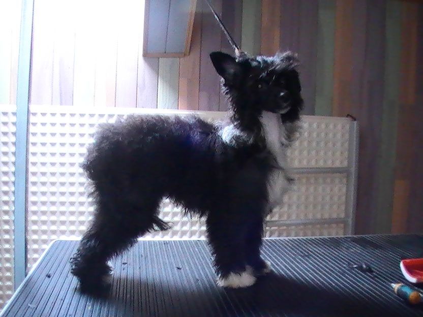 Glory Blue Bird Paradise