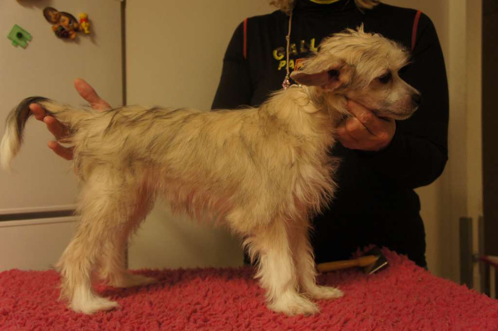 Ying Yang's Eternal Flame