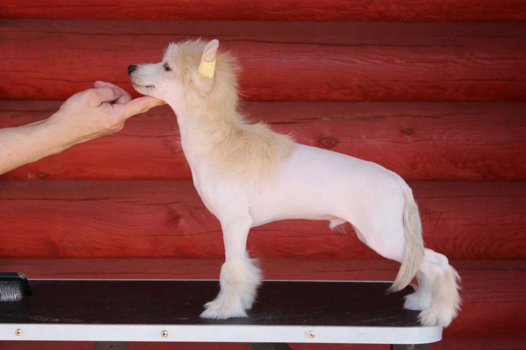 Rus Lorens Yaffo Silverlight