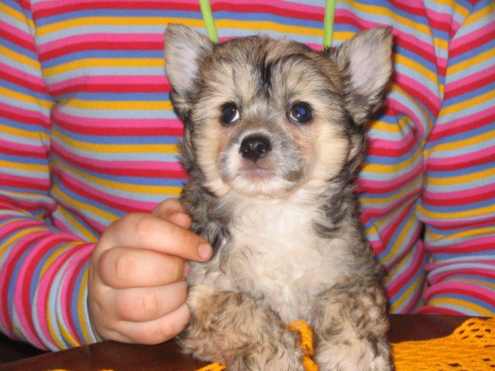 Vision Of Victory Imperija