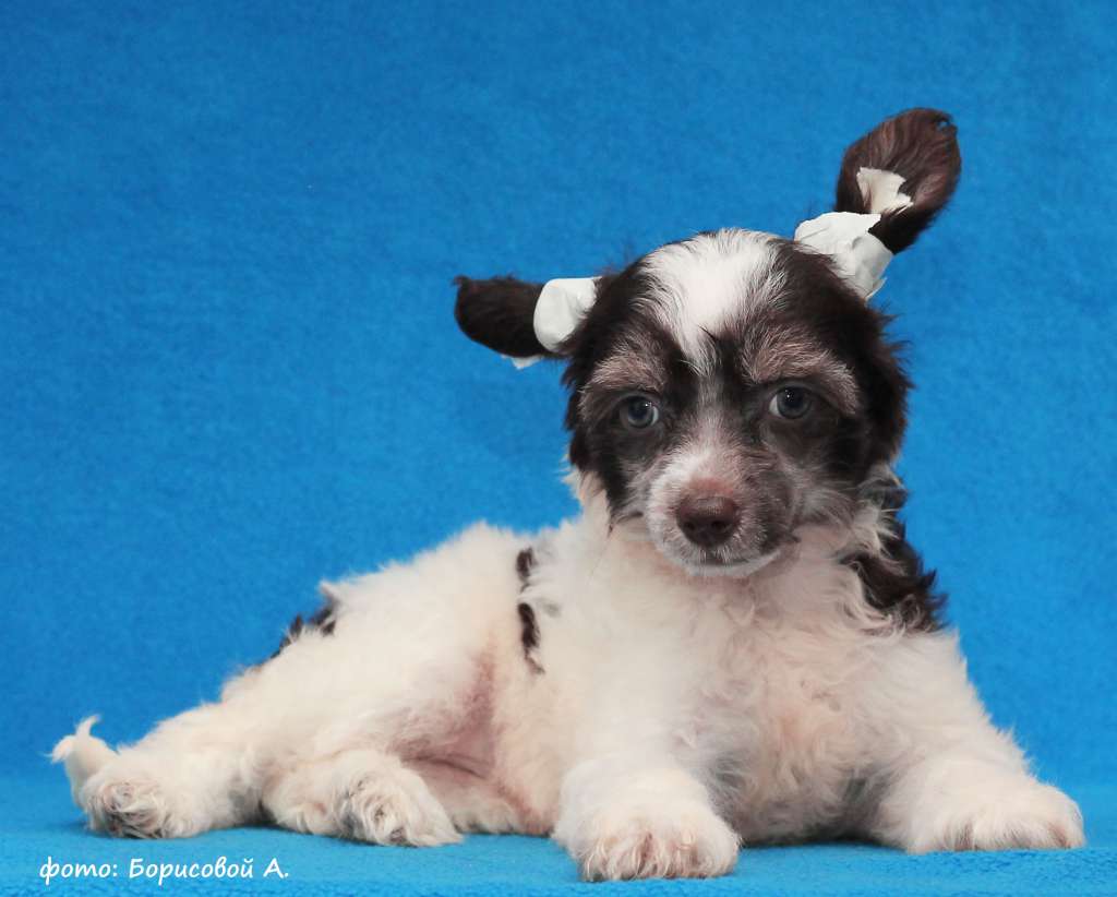 Lux Star Ziona Chana