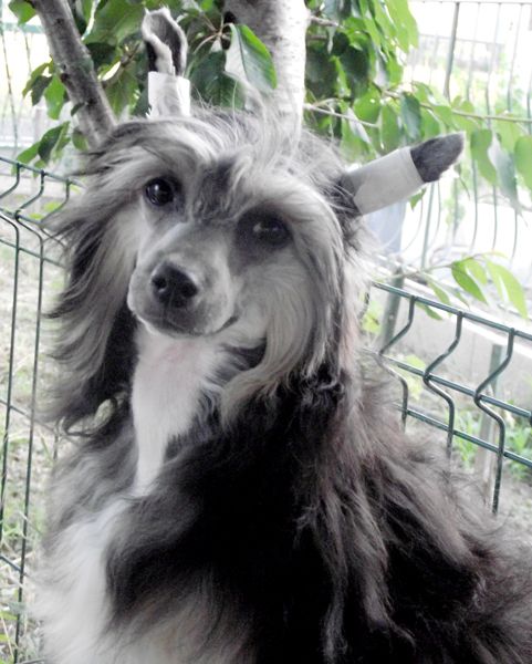 Romantic Fairy Tale Golden Star