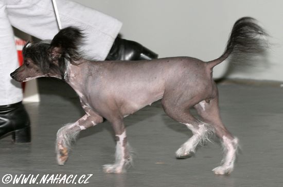 Magic Carpet's Cleopatra