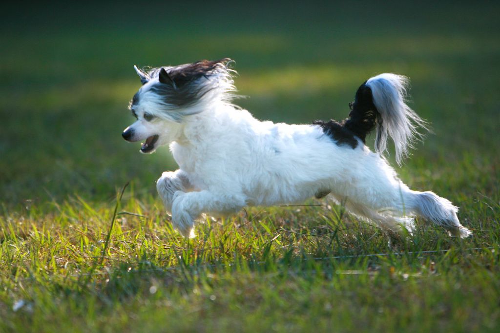 Paradice Jo Jo's China Bistro