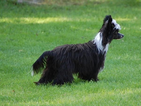 Pinky Twinky Carelian Jewel