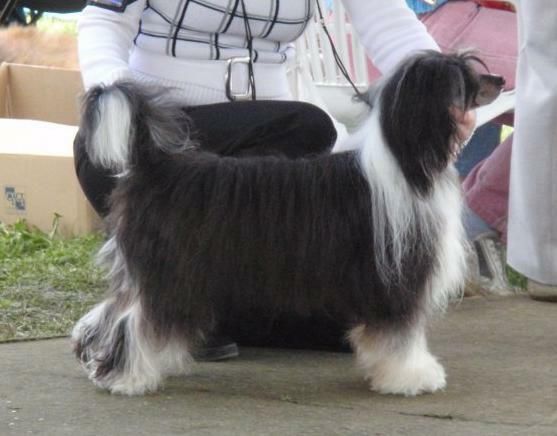 Illusion Czári Falka