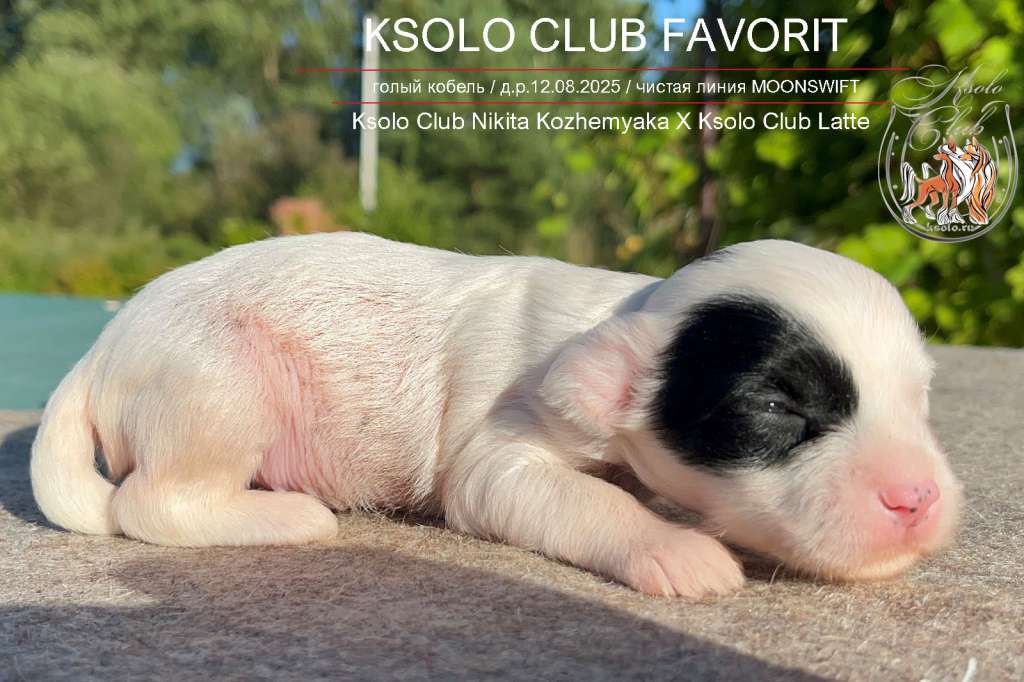 Ksolo Club  Favorit