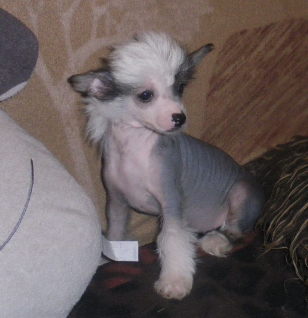 Guess  Du Jardin De Guanglying