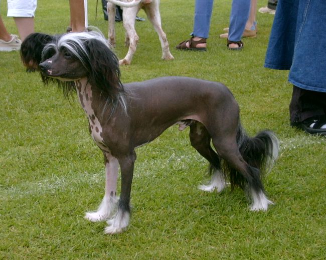 Kaunisvirran Armas Arttu