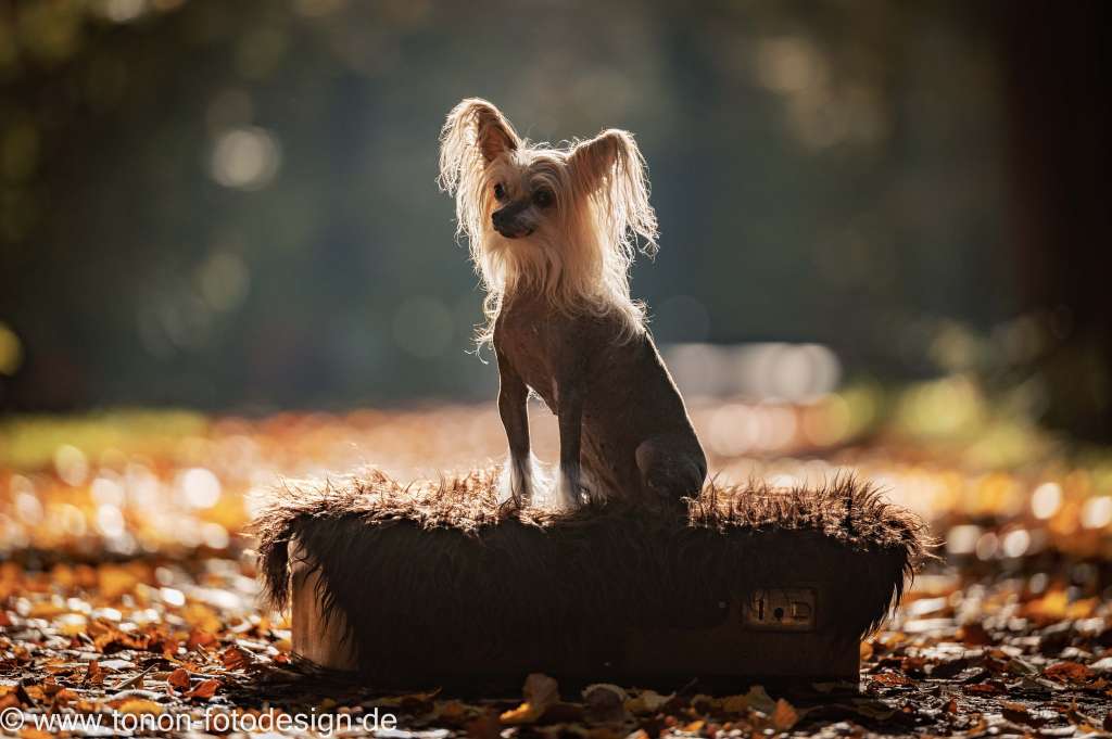 Curly vom Reich der Mitte