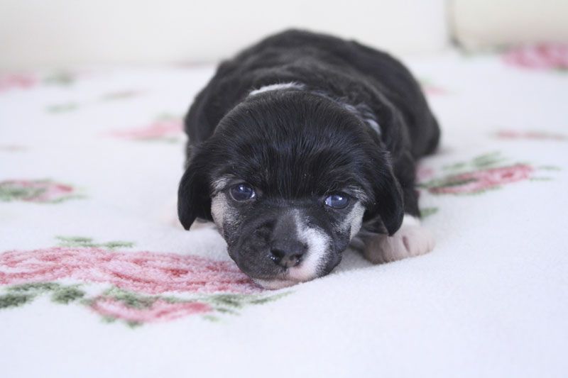 Xodix Extra Expectations