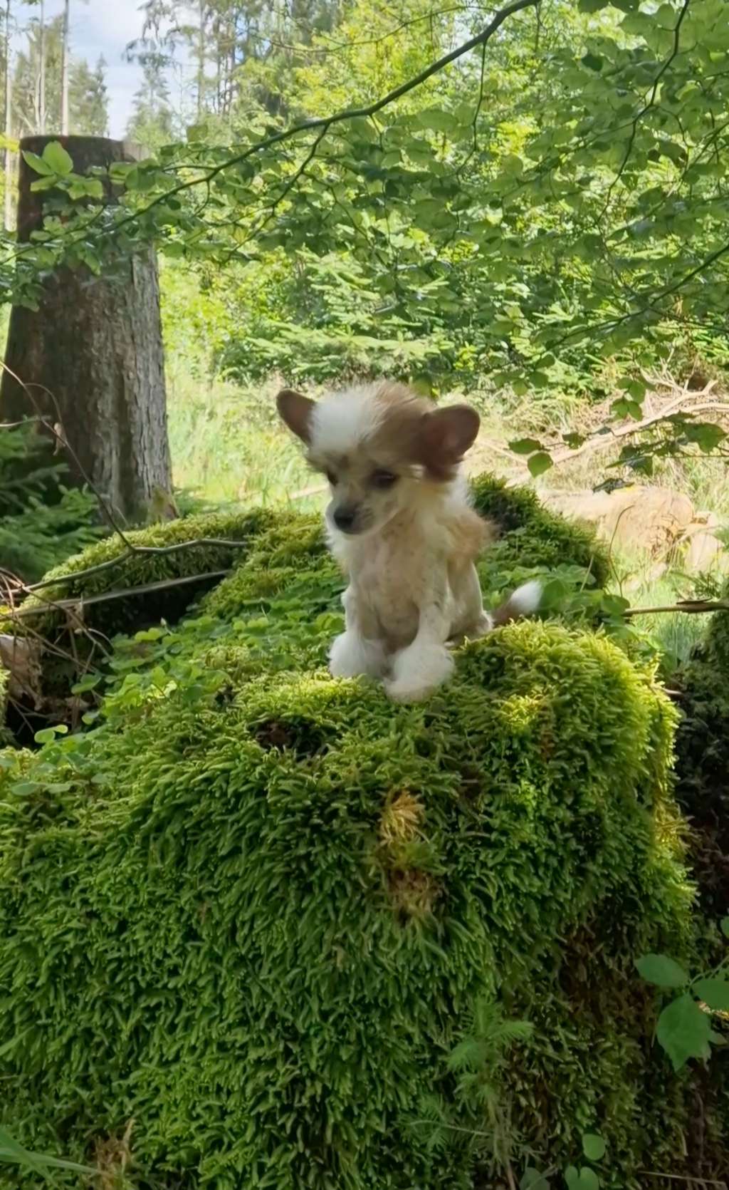 Rennervate von Natelberg