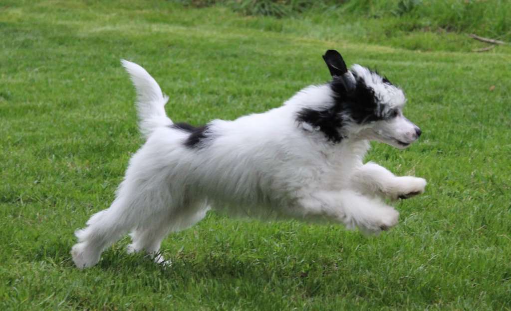 Exotic Spirit Passionatta