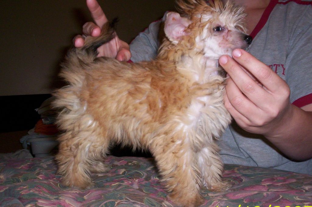 Edelweiss Full Lengeth Mink