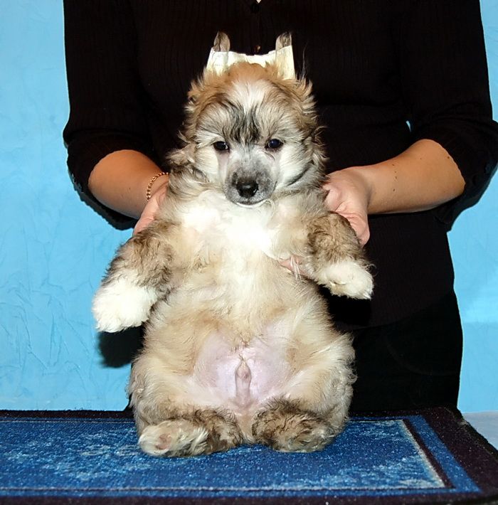 Irgen Gold Umberto Martins