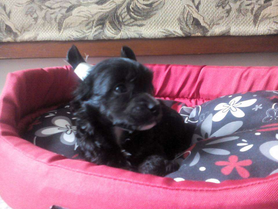 Zarmir Apriori The Victory