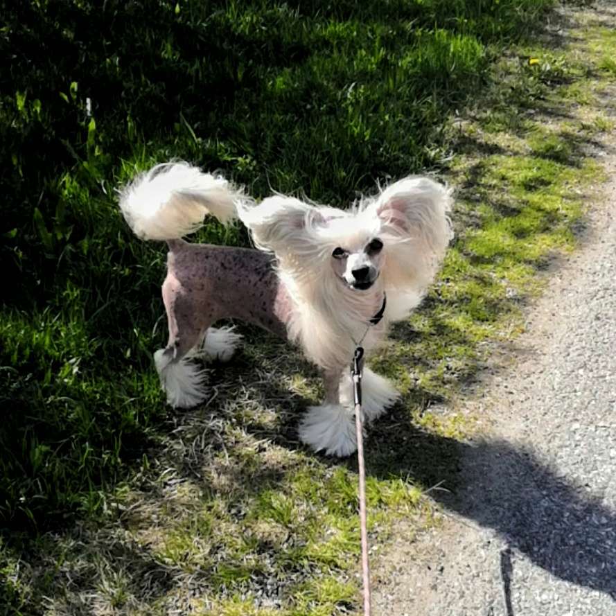 Twice as Nice The Vampire Slayer