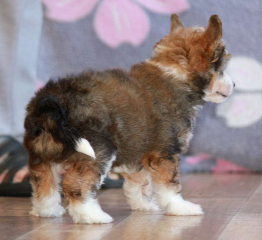 Golden Serpentine dlya Liris