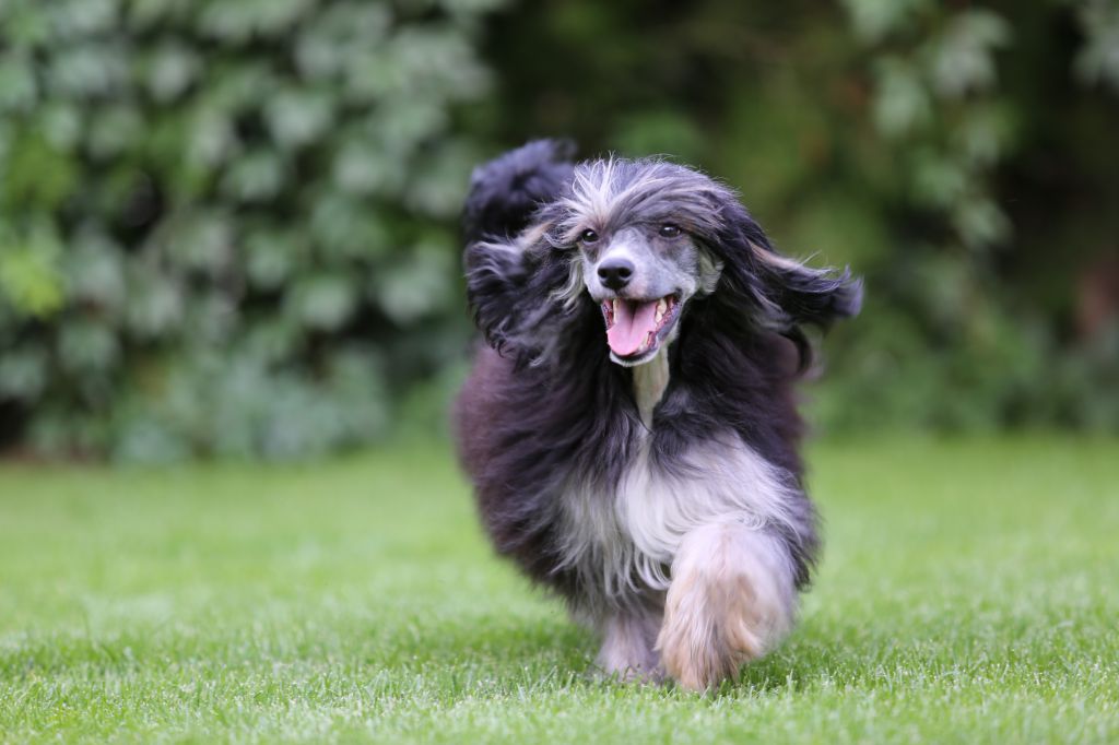 Amédeé Légend de l'Amour
