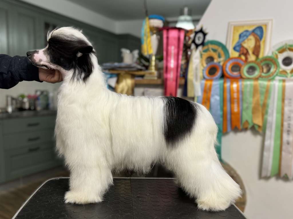 Stars at Sea Xochipilli