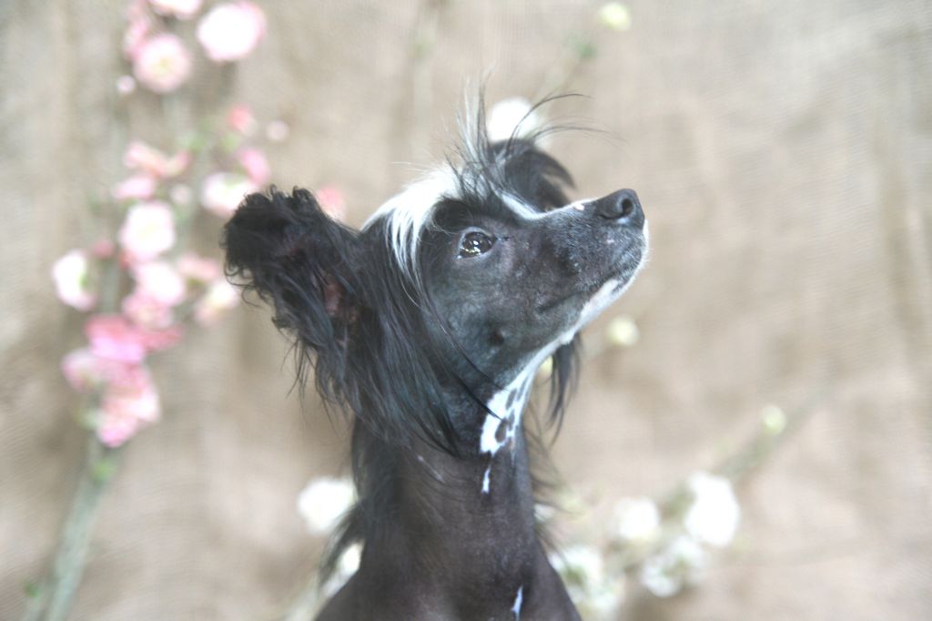 C'est pour Woodhaven du Domaine du Président