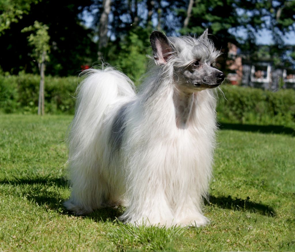 Sirocco Kickstart My Heart