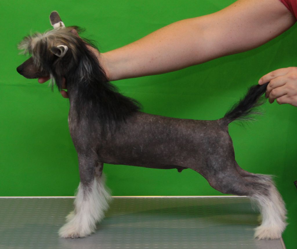 Premier Mari Alladin