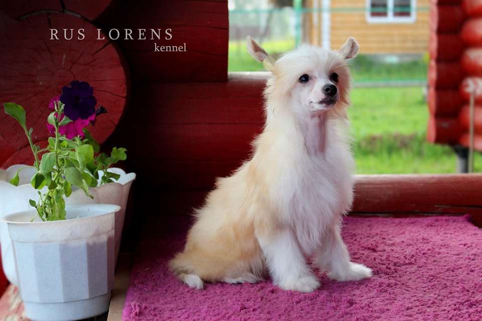 Rus Lorens Yammy Yammy