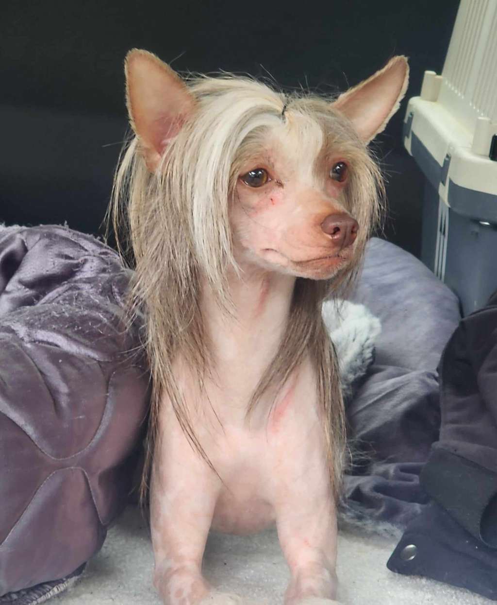 Tri-lovins Godiva Limited Edition