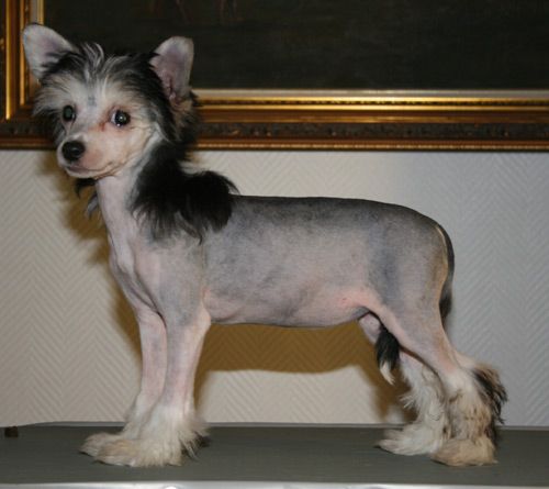 Sun Dan Before The Dawn