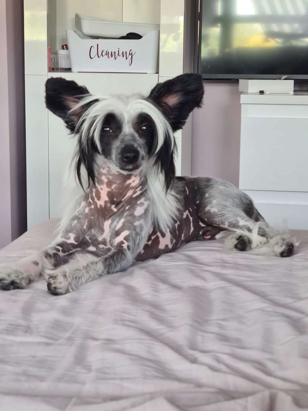 Draco Malfoy ze Zlocistego Raju