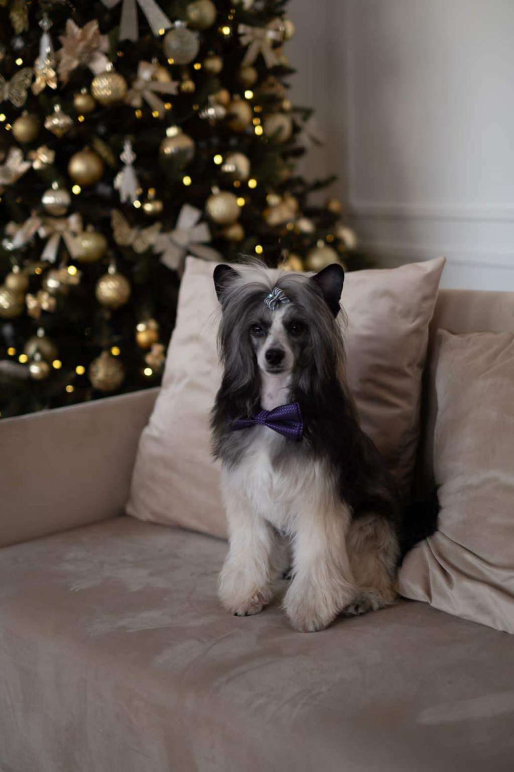 Fiery Fame Absolute Power