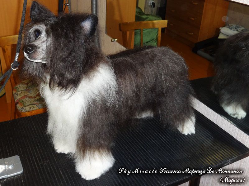 Sky Miracle Gospozha Markiza De Monpansie