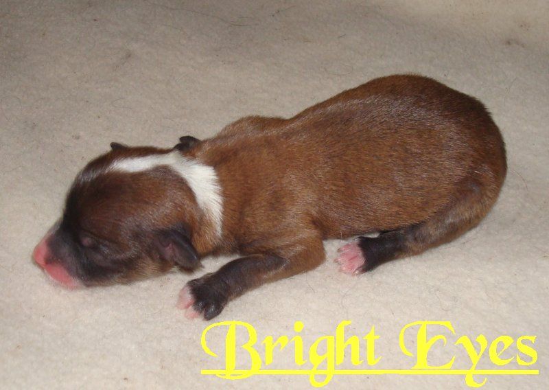 Bright Eyes V. Galeswintha