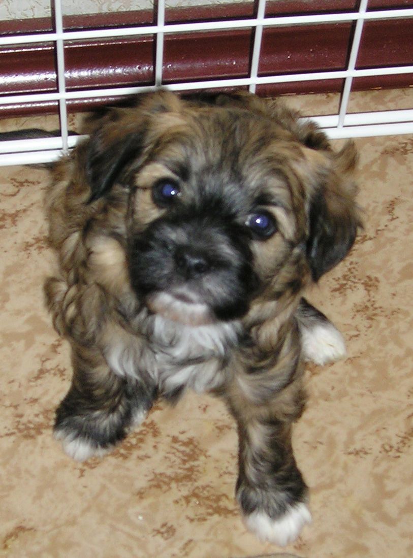 Opus Palmare Darii Asklepii