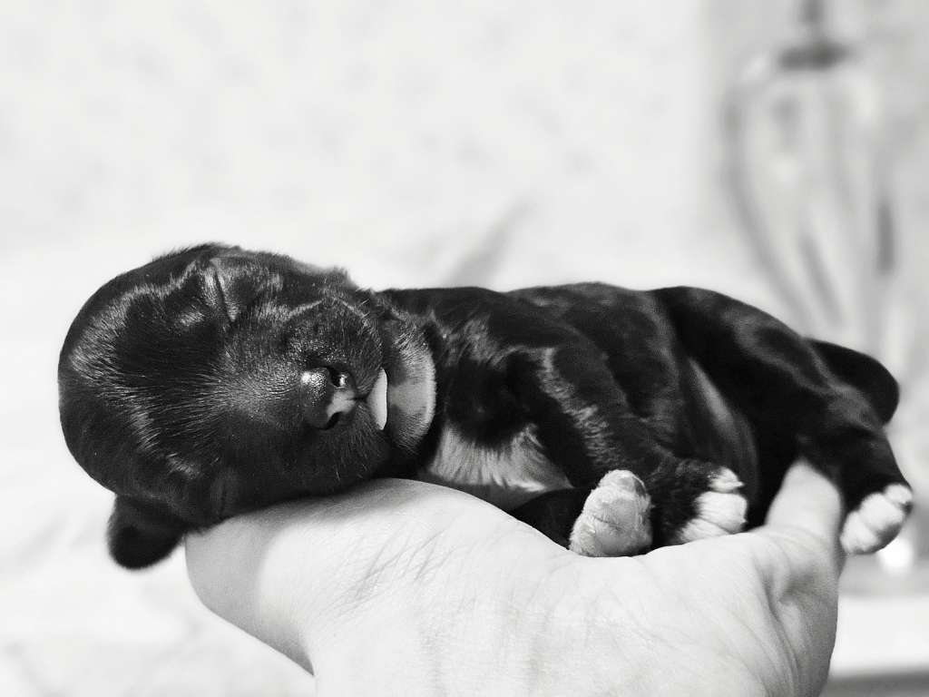 Adam Levine z Andelovy dlane