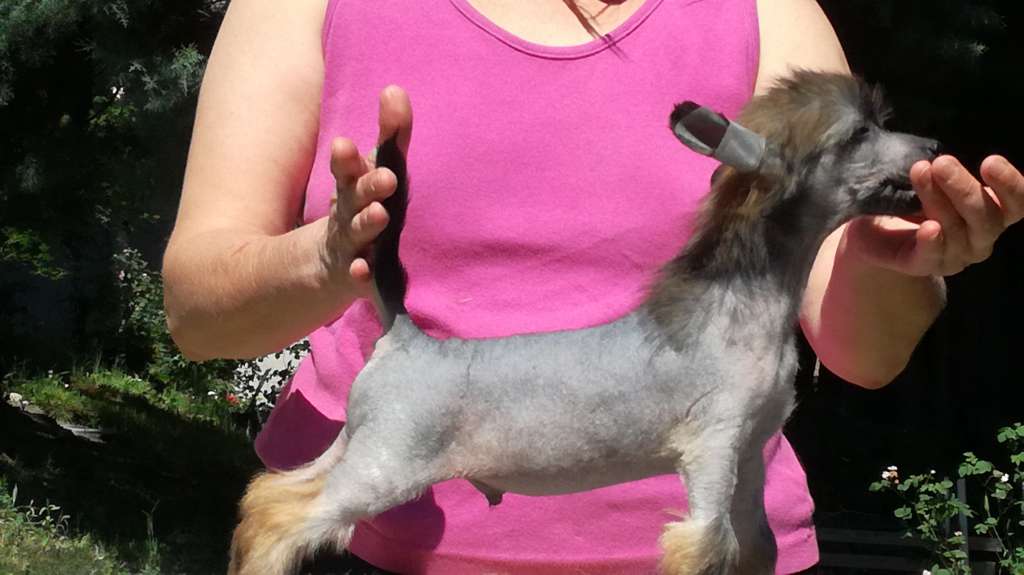 Birchvolgyi - Junior Faustus