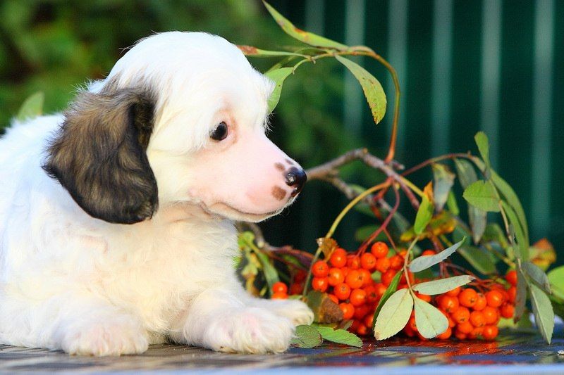 Uchuno Chikara Almires