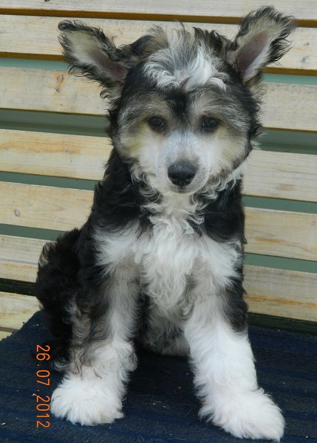 Del Terro Perros Niko