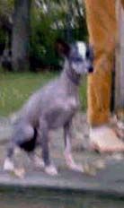 Caprioso Jenfin Wang