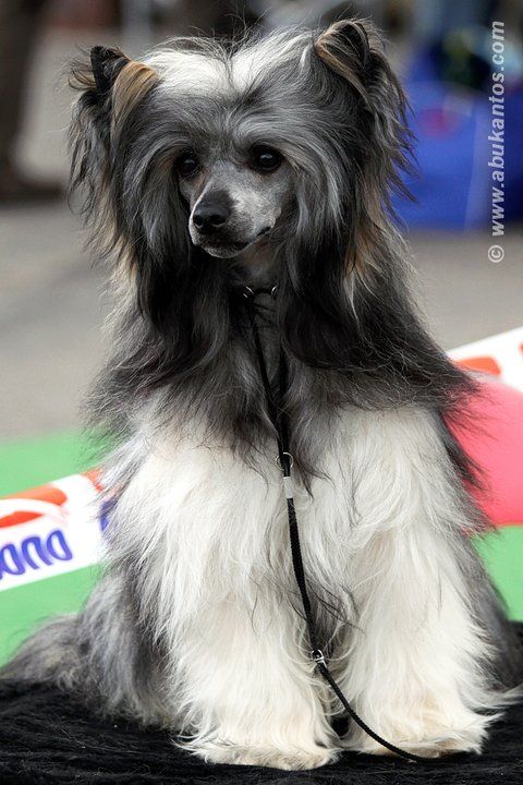 Aston Martin Shahrastani