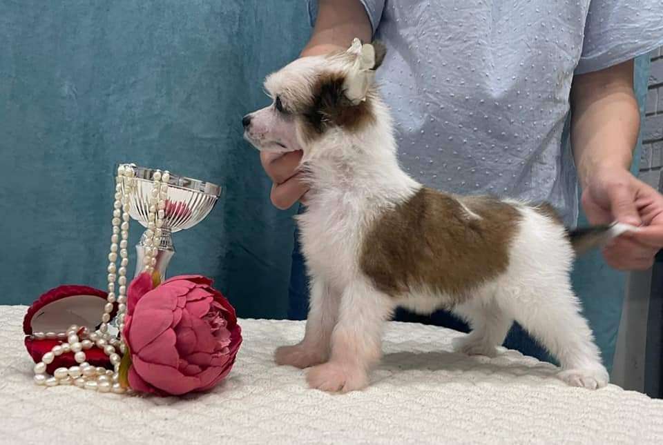 Ilatani Style Monaco