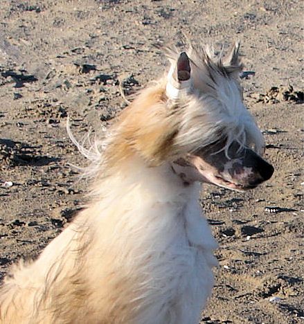 Altair's Drive-In Saturday