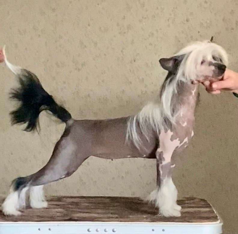 Fortuna Javelina Minodora