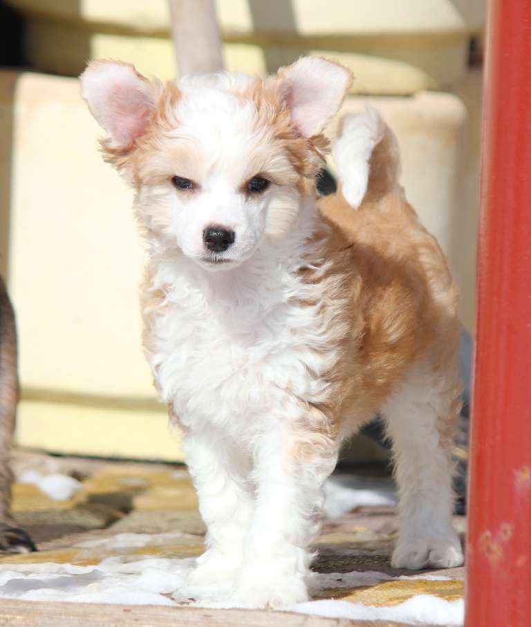 Dance  Red mood dlya Liris